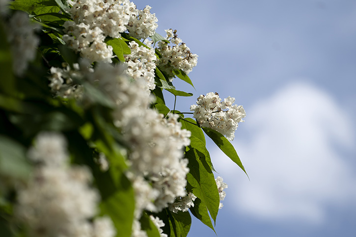 Flowers against a blue sky